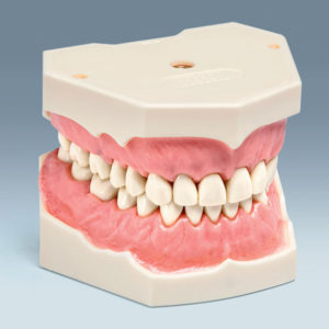İntegra Fantom Çene Diş Etli Model